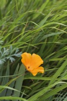 Fleurs d'Eschscholzia californica avec Hakonechloa macra 'Nicolas' - Août