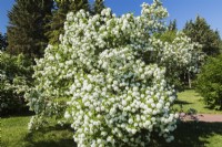 Viburnum opulus 'Roseum' - Buisson boule de neige à fleurs blanches - Mai