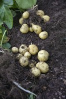 Les pommes de terre Solanum tuberosum 'Marfona' plantées le 25 février et récoltées le 4 juin ont des rendements très similaires à partir d'un pot de 20 litres (avant) ou d'un pot de 10 litres