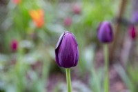 Vue rapprochée de Tulipa 'Reine de la nuit'