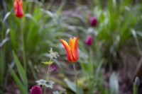 Vue rapprochée de Tulipa 'Ballerine'
