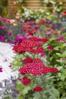 Vue rapprochée d'Achillea 'Red Velvet' dans un parterre de fleurs d'été