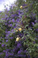 Rosa 'Malvern Hills' syn 'Auscanary' avec Solanum crispum 'Glasnevin'