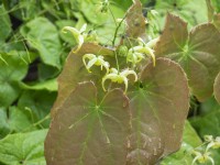 Epimedium franchetii 'Papillon de soufre'