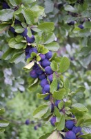 Prunus insititia 'Dittisham Damson'