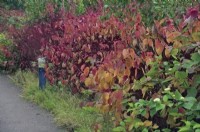 Cornus sanguinea dans les plantations d'agrément le long d'un sentier public en octobre