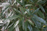 Pouce Aucuba Japonica. 'Longifolia'