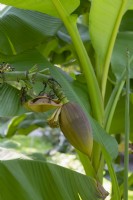 Musa basjoo - bourgeon de banane japonaise