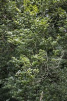 Fagus sylvatica - 'Rotundifolia' - Hêtre.