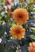Dahlia 'Orange Pekoe' - Dahlia décoratif
