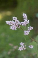 Persicaria campanulata - Petites renouées