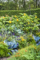 Bordure végétale avec Brassicas, herbes, courges grimpantes et fleurs - Tagetes, Salvia viridis et Helianthus annuus