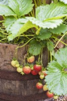 Fraises mûrissant dans le planteur de baril de chêne