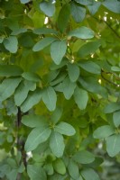 Akebia quinata - feuillage d'akebia à cinq feuilles.
