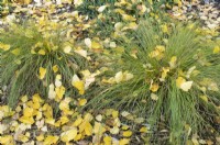 Carex Testacea - Carex de Nouvelle-Zélande Orange et feuilles de bouleau noir tombées en automne
