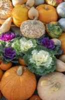 Brassica Oleracea et Cucurbita pepo - Citrouilles, courges, courges et choux décoratifs exposés au RHS Wisley Gardens en automne