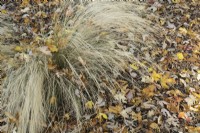 Stipa tenuissima - herbe à plumes mexicaine et feuilles d'automne tombées