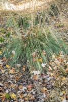 Stipa gigantea - Herbe d'avoine dorée et feuilles d'automne tombées