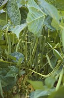 Phaseolus vulgaris 'Sprite' - Haricots verts