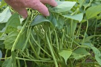 Phaseolus vulgaris 'Sprite' - Haricots verts