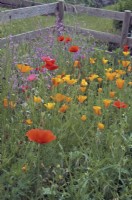 Le premier jardin d'un enfant avec des annuelles à croissance facile, notamment des coquelicots californiens - Eschscholzia californica et des fleurs de nuit parfumées - Mattihola longipetala