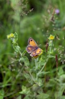 Papillon gardien - Pyronia tithonus se nourrissant de vergerette commune - Pulicaria dysenterica