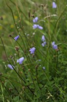 Campanula rotundifolia - Harebell poussant sur l'herbe crayeuse downland