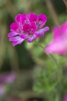Pelargonium 'Pink Capitatum' - Juillet.