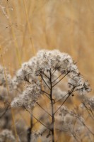 Eupatorium maculatum 'Atropurpureum' - Les mauvaises herbes Joe-pye montent en graines à l'automne