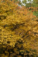 Fothergilla major - Aulne de montagne en automne