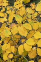 Hamamelis x intermedia 'Pallida' - Feuillage d'hamamélis en automne