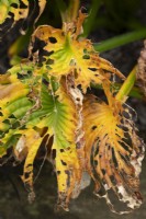 Hosta Sieboldiana - Plantain Lily en décomposition en automne
