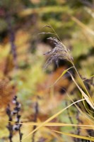 Phragmites australis subsp. australis 'Variegatus' - Roseau commun en automne