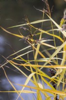 Phragmites australis subsp. australis 'Variegatus' - Roseau commun en automne