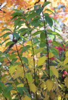 Hydrangea paniculata - Feuillage d'hortensia paniculé en automne