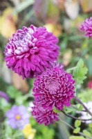 Chrysanthème 'Regal Mist Purple' dans le gel d'automne