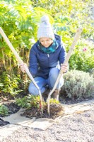 Femme utilisant une paire de fourches à creuser pour séparer les vivaces