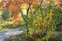 Hydrangea paniculata et Acer palmatum Elegans - Hortensia paniculé et feuillage d'érable japonais en automne