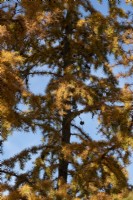 Larix kaempferi 'Diana' - Feuillage de mélèze en automne