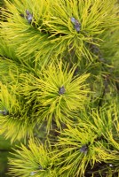 Pinus contorta 'Chief Joseph' - Feuillage de pin tordu à l'automne