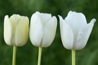 Tulipa 'Clearwater' Tulipe unique groupe tardif montrant un changement de couleur à mesure que la fleur vieillit mai