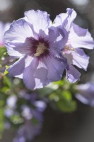 Hibiscus syriacus 'Blue Bird' syn. 'Oiseau Bleu' - Août