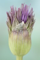 Allium 'Purple Rain' Oignon d'ornement Bourgeon d'ouverture Mai