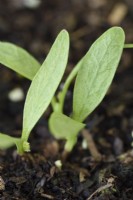 Pastinaca sativa 'Sabre' Les semis de panais ont démarré dans un plateau en motte en juin