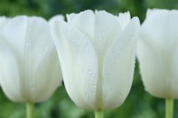 Tulipa 'Clearwater' Tulipe Unique Tardive Groupe Mai