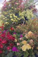 Bégonia, Verveine, Cuphea et Bidens dans une jardinière d'agrément encore belle à la mi-octobre