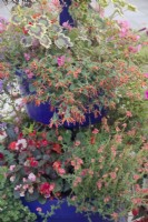 Cuphea, Pelargonium et Diascea dans une jardinière toujours aussi belle à la mi-octobre