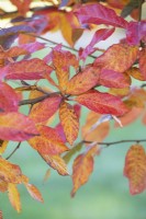 Nyssa sylvatica 'Sheffield Park' - Feuilles de gommier noir en automne