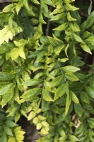 Carence en magnésium apparaissant sur les feuilles de glycine - juillet
