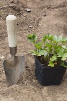 Truelle et Astrantia - Hattie's Pincushion plantes prêtes à être plantées dans le jardin - Mai